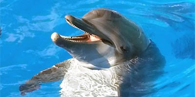 Dolphin at Clearwater Aquarium with its perpetual smile image
